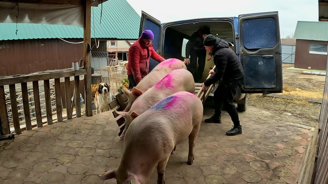Привезли свиней з ПАСПОРТАМИ😳  Ну дуже сурйозні люди дають Жару...