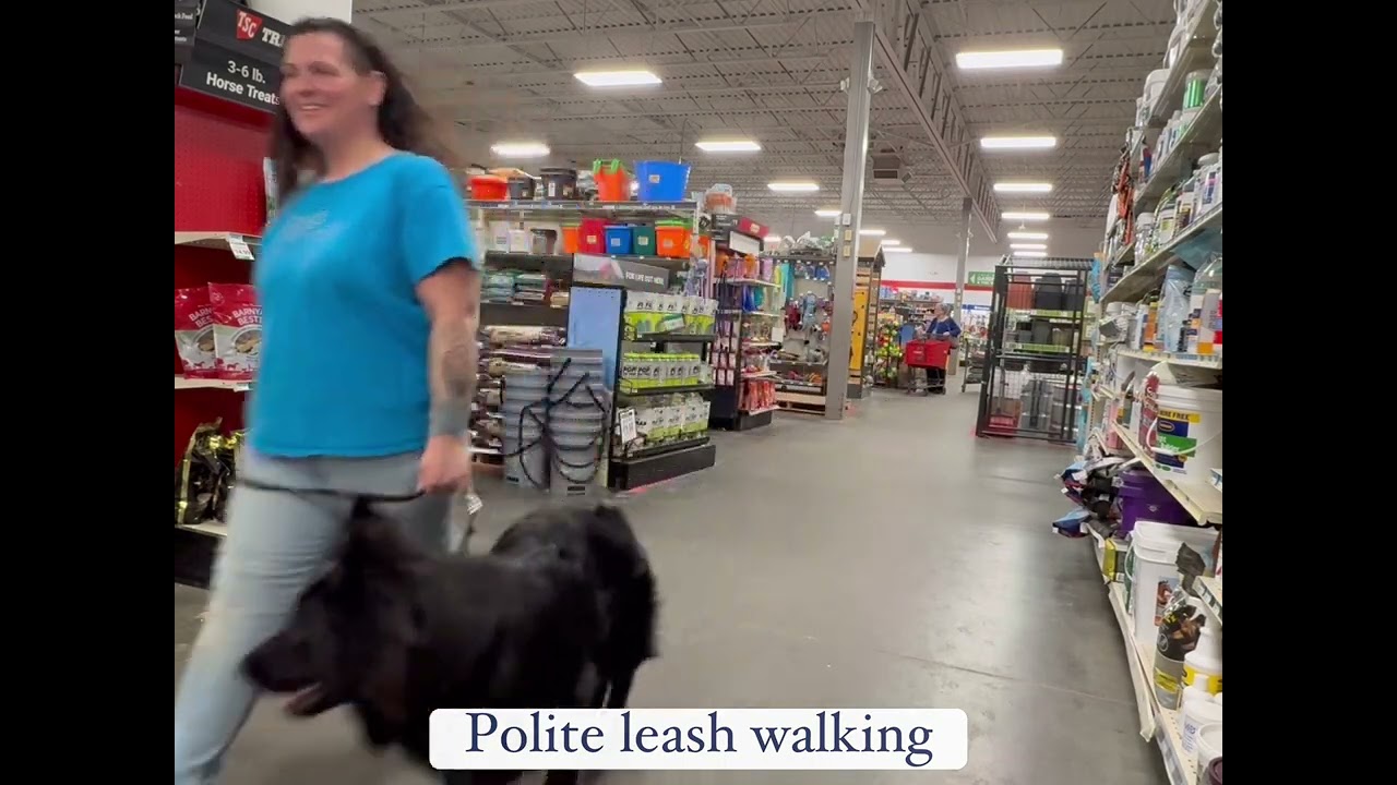 Coal - German Shepherd Training