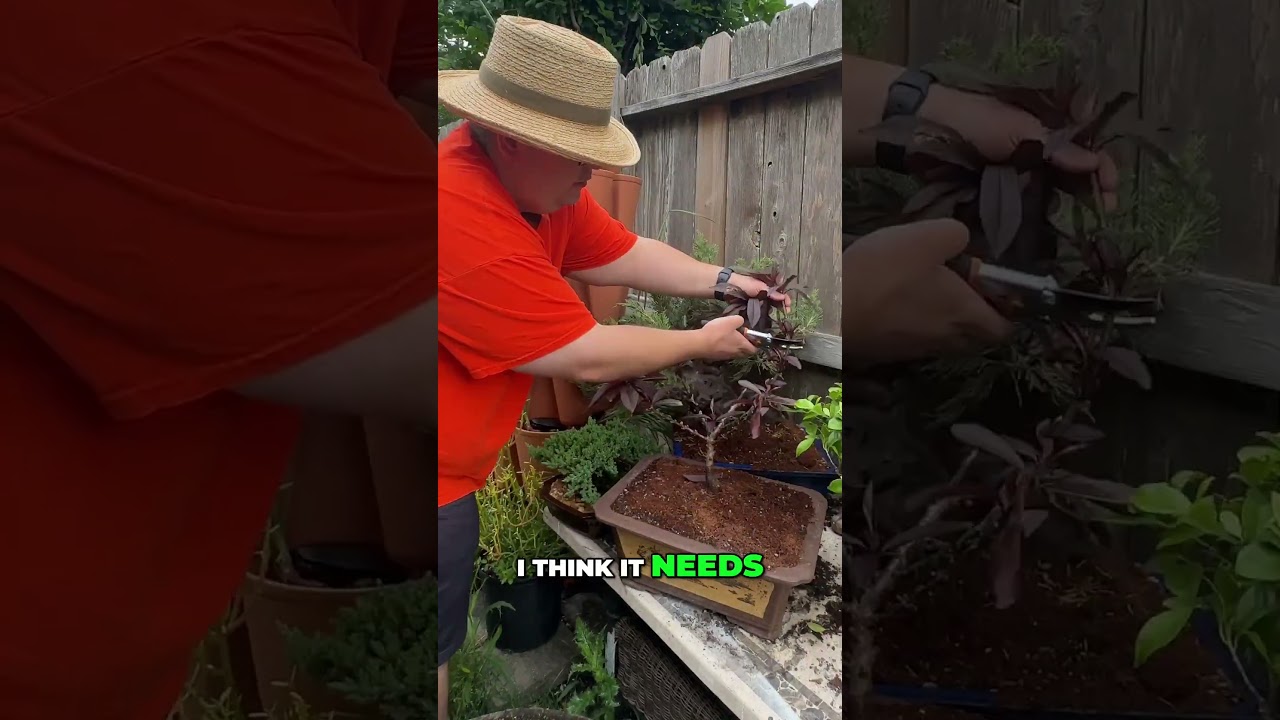 Bonfire Peach Bonsai Tree