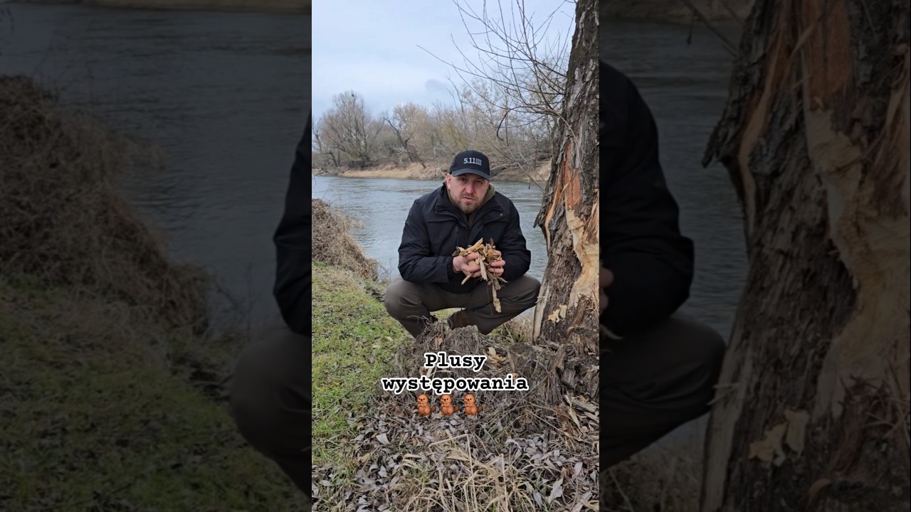 B&oacute;br jest pożyteczny