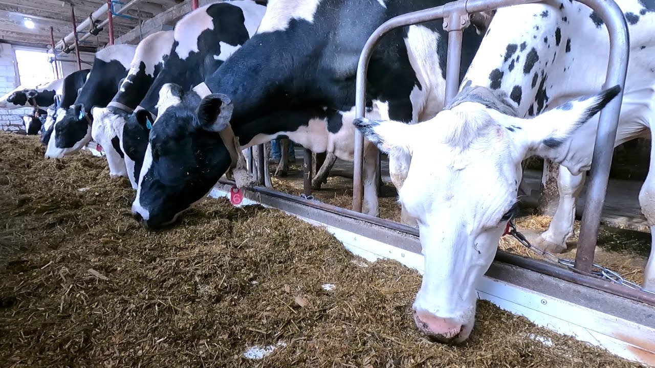 How We Milk Cows! Getting Our Milk House Ready On A Small Dairy Farm!