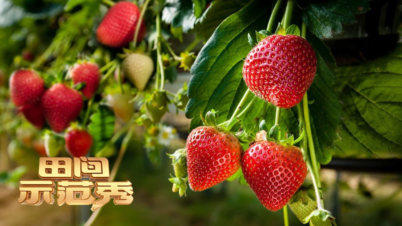 草莓种植门道多！专家现场教你改善土壤，让农业“门外汉”也能把草莓种好！丨「田间示范秀」20230428