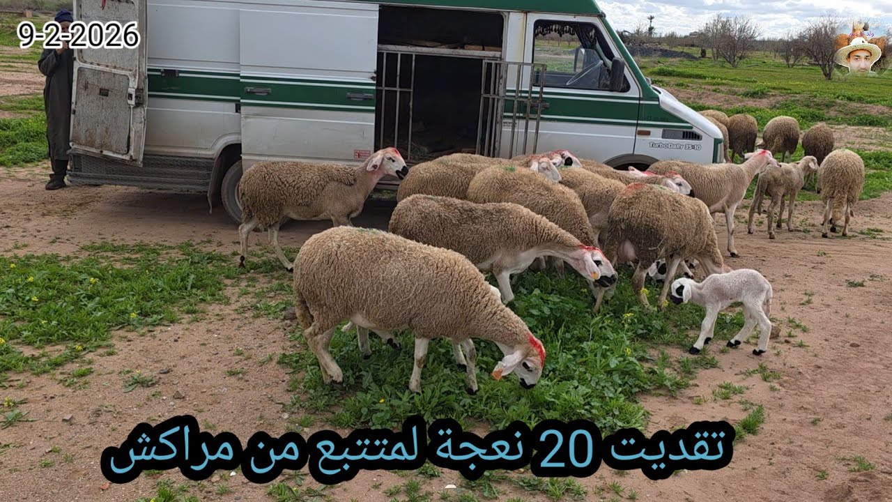 بسم الله توكلت على الله #شريت 20 نعجة لمتتبع من مراكش الضيعة قلعة السراغنة بتاريخ 9/2/2026 