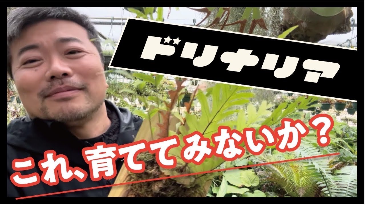 自由奔放な植物を育ててみないか⁉️ 育てかた　#観葉植物　#ドリナリア #Drynaria #園芸  #着生植物