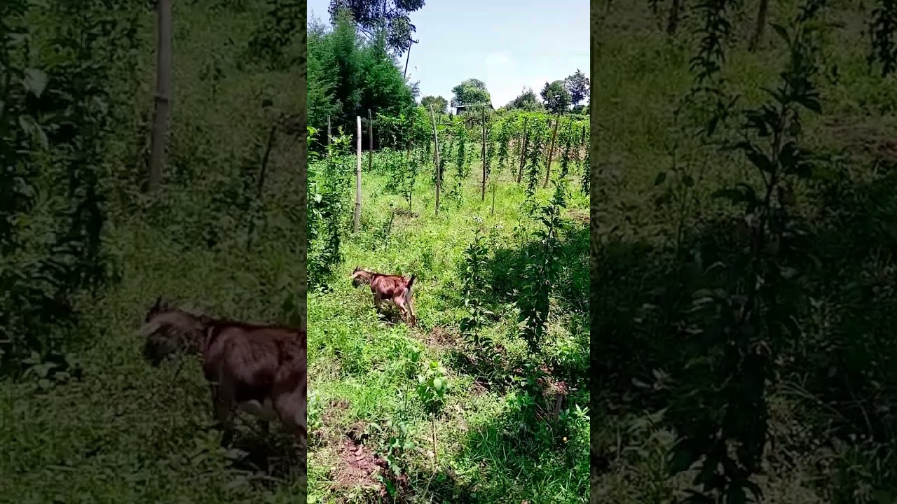 ||Farming||Dairy Goats Bucks||German Alpine