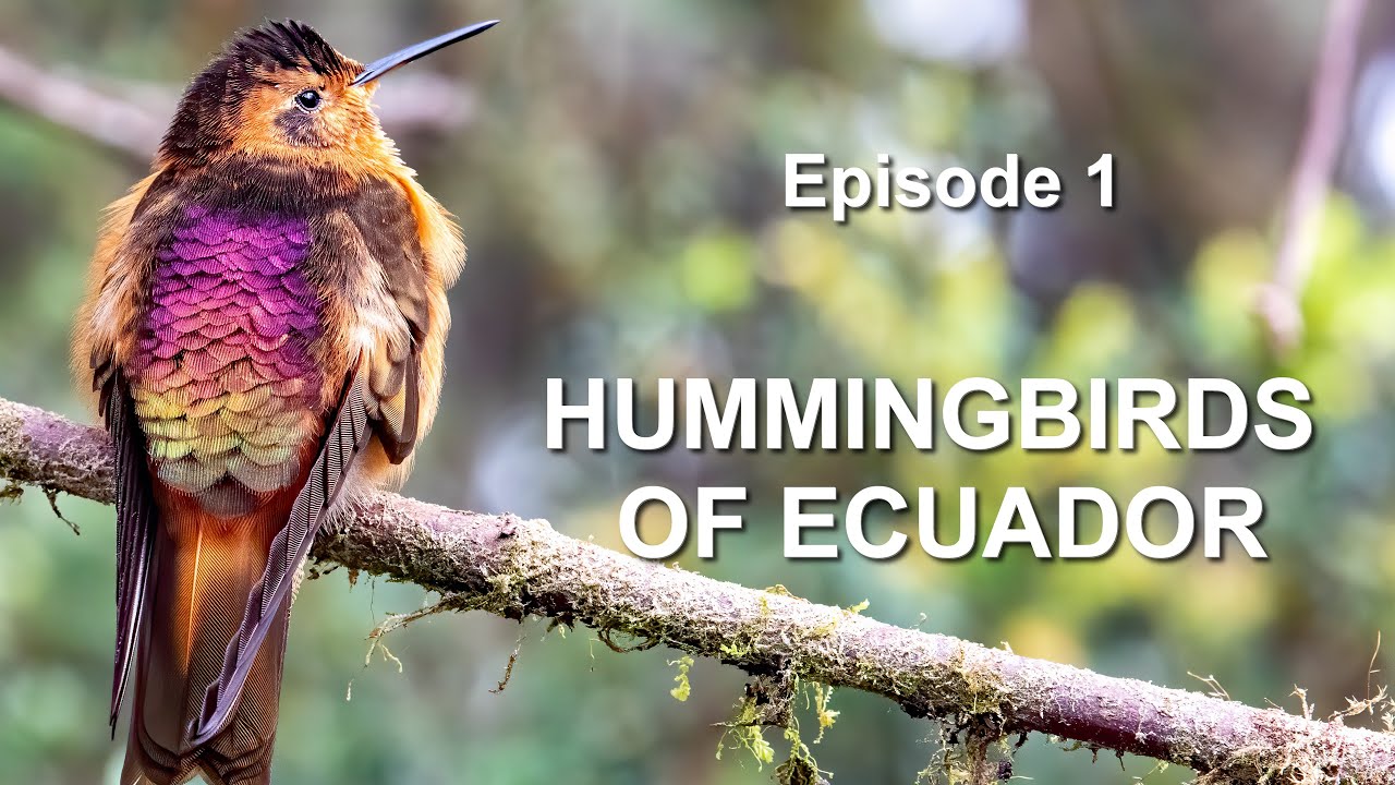 The incredible SHINING SUNBEAM and other hummingbirds of Ecuador - Episode 1