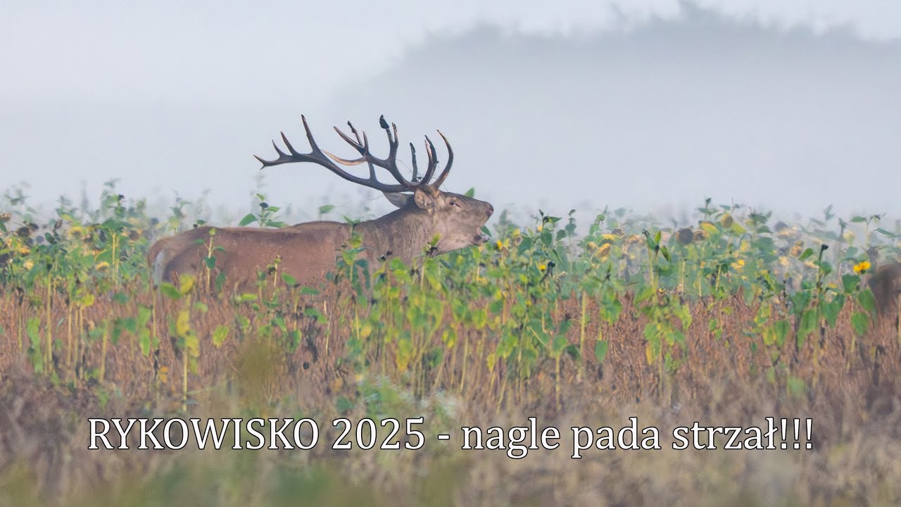 Nagle pada strzał, podczas nagrywania rykowiska❗🔥❗🦌 - RYKOWISKO 2025