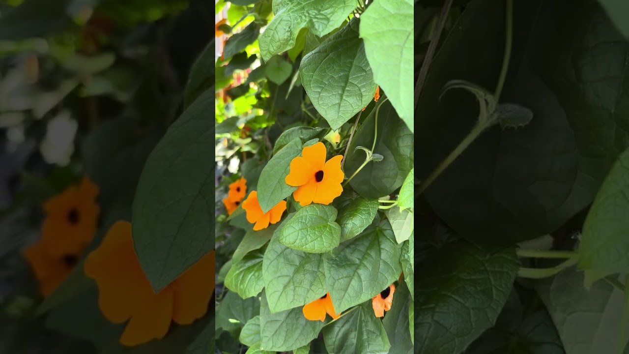 Thunbergia Breeding  - Volmary New Product Trials May 2024