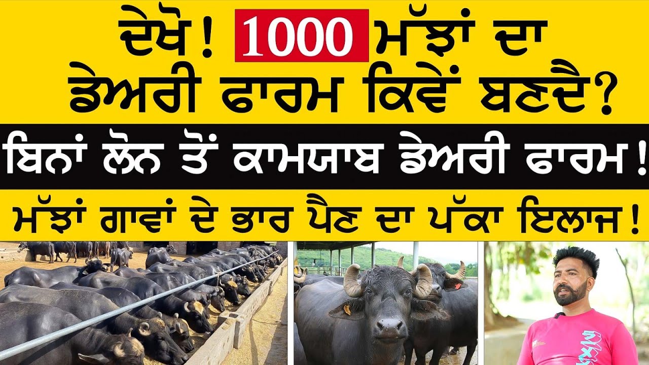 ਦੇਖੋ! 1000 ਮੱਝਾਂ ਦਾ ਡੇਅਰੀ ਫਾਰਮ ਕਿਵੇਂ ਬਣਦੈ ?| sidhu dairy farm | dairy farming | Lehragaga | sirlekh