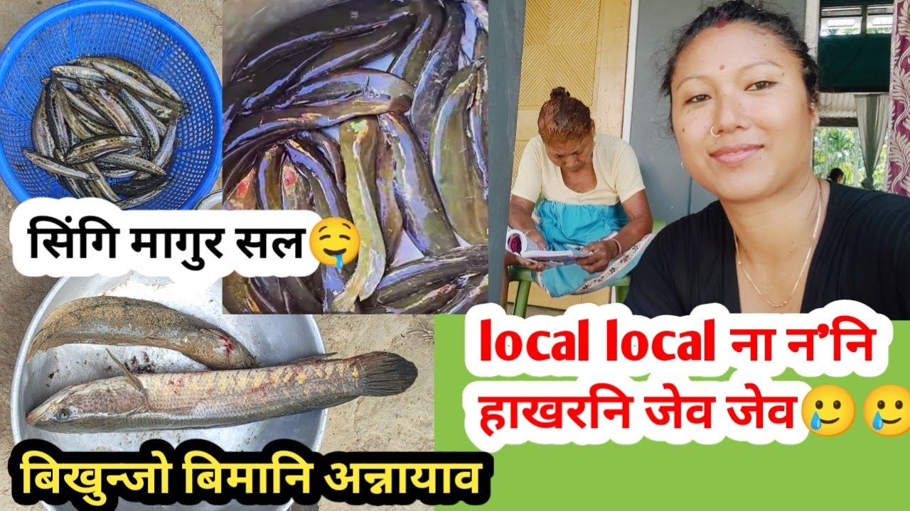 माय फान्नायनि दावराव जोंहा😕//सिंगि मागुर सल🤤 न'नि हाखरनि ना🤤 बिखुन्जो बिमानि अन्नायाव🥲🥲 jobanivlog