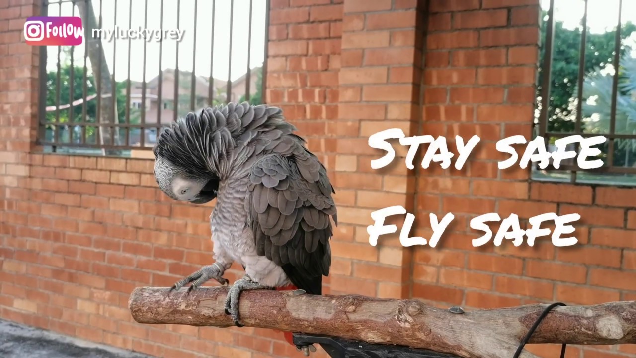 How I Train My Parrot - Congo African Grey Parrot(Part 2)