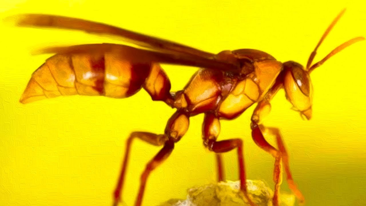 Executioner Wasps - The Kings of Sting