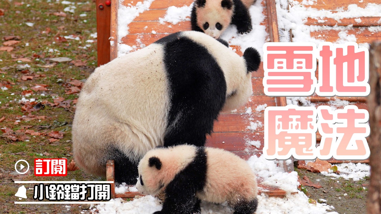 《熊貓早晚安》媽媽 + 熊孩子 = 雪地魔法 | iPanda熊貓頻道