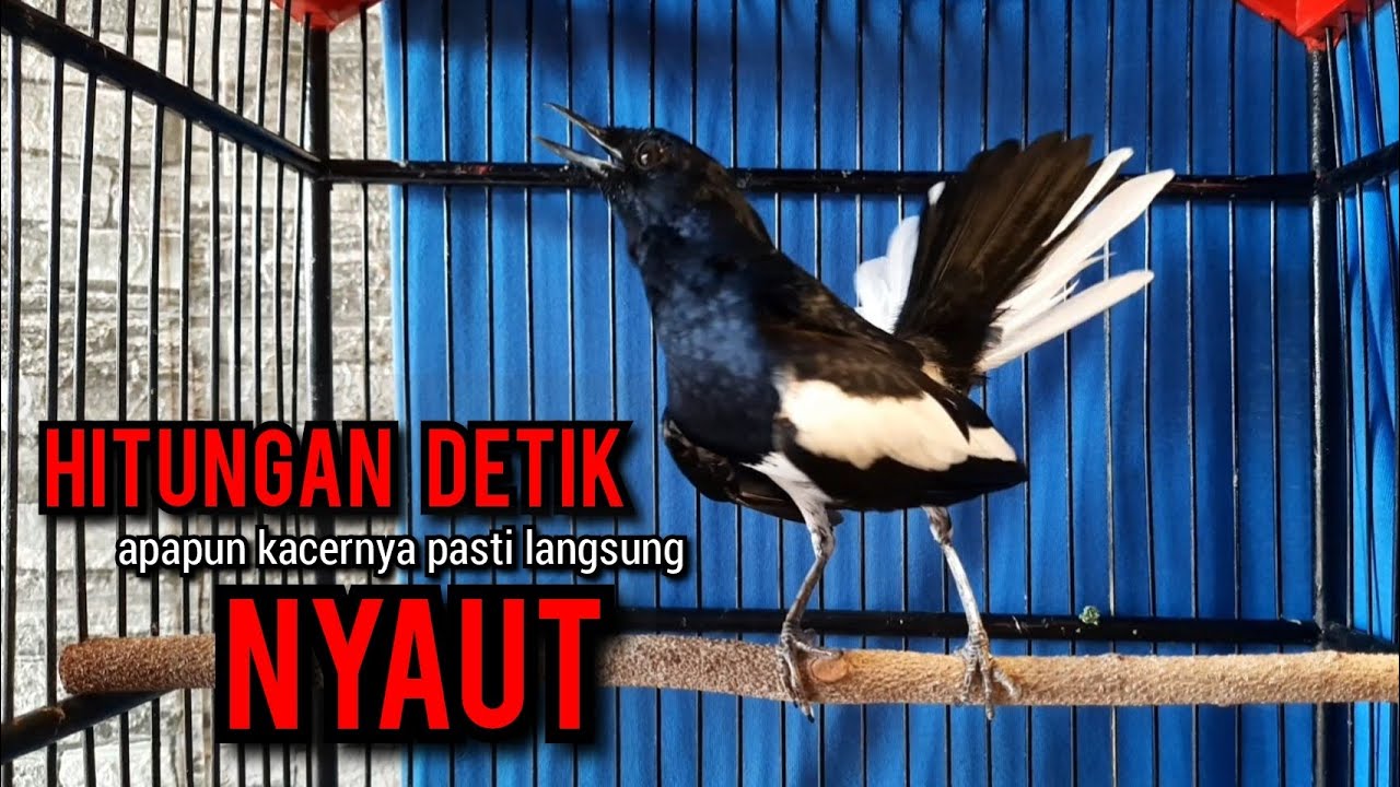kacer gacor NGEPLONG TARUNG KONSLET ngobra ini paling AMPUH buat PANCINGAN KACER agar EMOSI NYAUT