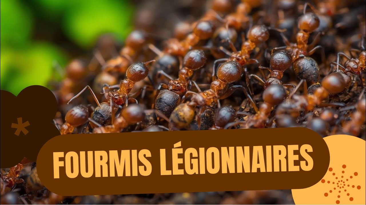 La fourmis la plus déter !