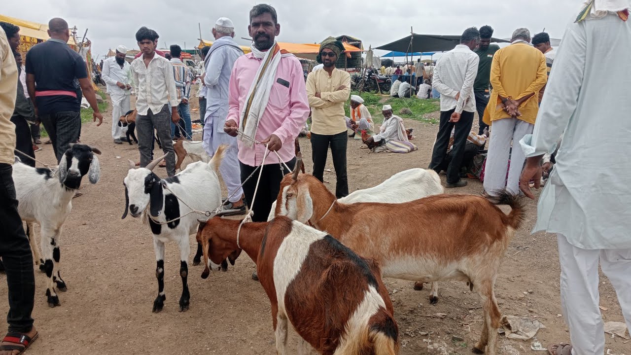राजुर बकरी बाजार दिसणाऱ्या चार बकऱ्यांची किंमत 9000 पासून 12000 पर्यंत आहे संपूर्ण बकरी बाजार