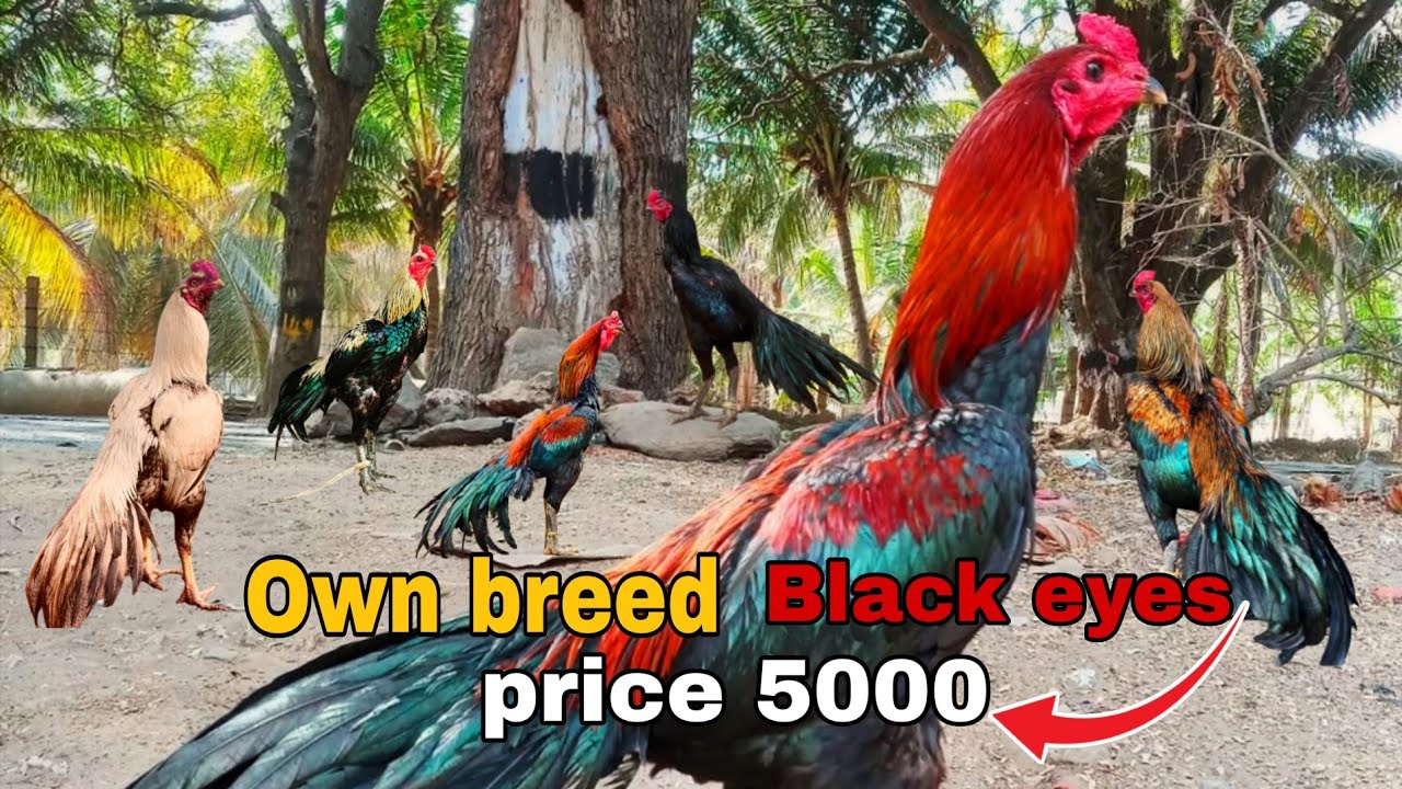 Black eye own breed aseel murga 👀🤯