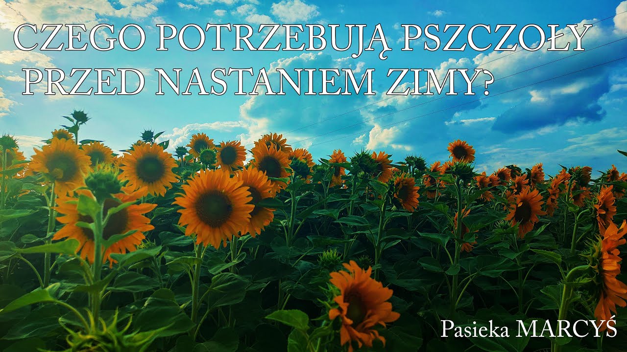 Jak z dużym sukcesem przezimować pszczoły?