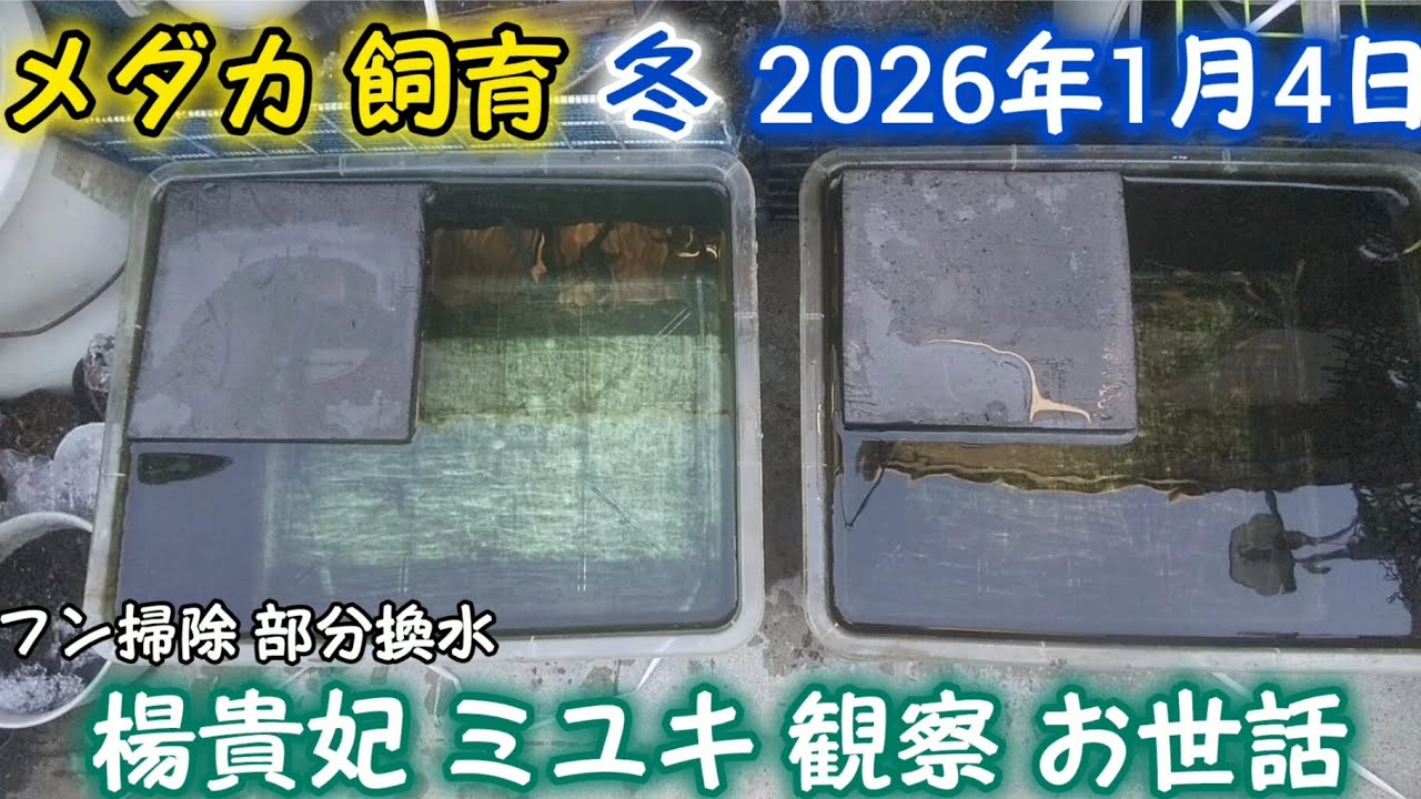 メダカ 冬 1月4日 楊貴妃 ミユキ 観察 お世話 1/5部分換水 フタ乗せてから餌やり ペットボトル足し水 めだか 飼育 越冬