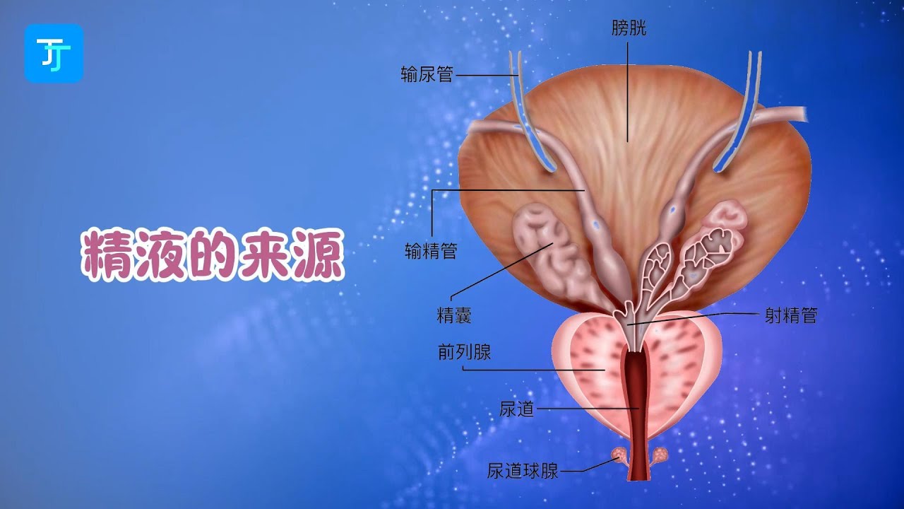 一张图：讲清精液的5个来源 #精液#精子#前列腺液#尿道球腺液