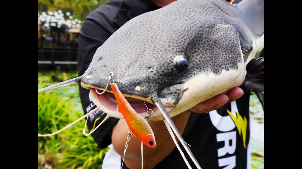 How to catch Amazon Red Tail Catfish at Fishing Paradise with Storm SX Soft VIB