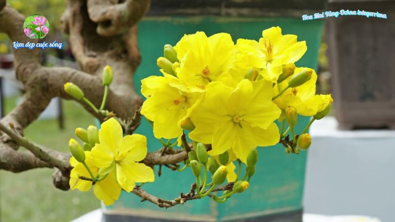 Hoa Mai Vàng |Ochna Integerrima |@Làm đẹp cuộc sống! |Nguồn: Sưu tầm từ Internet.