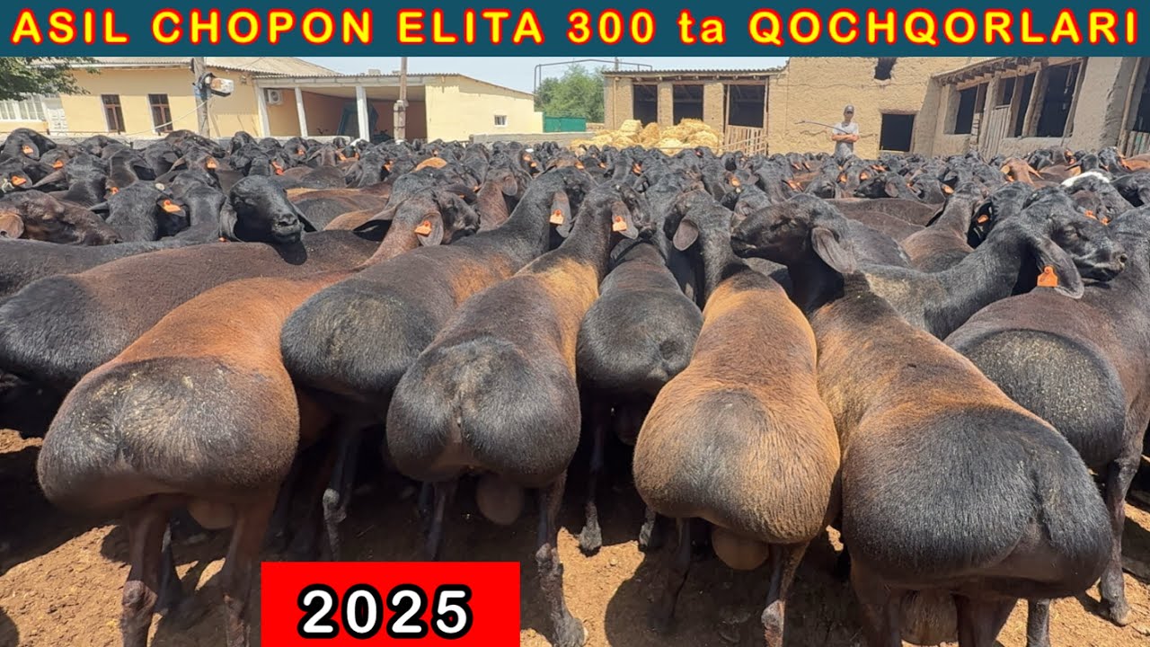 ASIL CHOPONING 300-bosh. ELITA XISSORI URUGLIK QOCHQORLARI KORIB MAZZA QILING✅