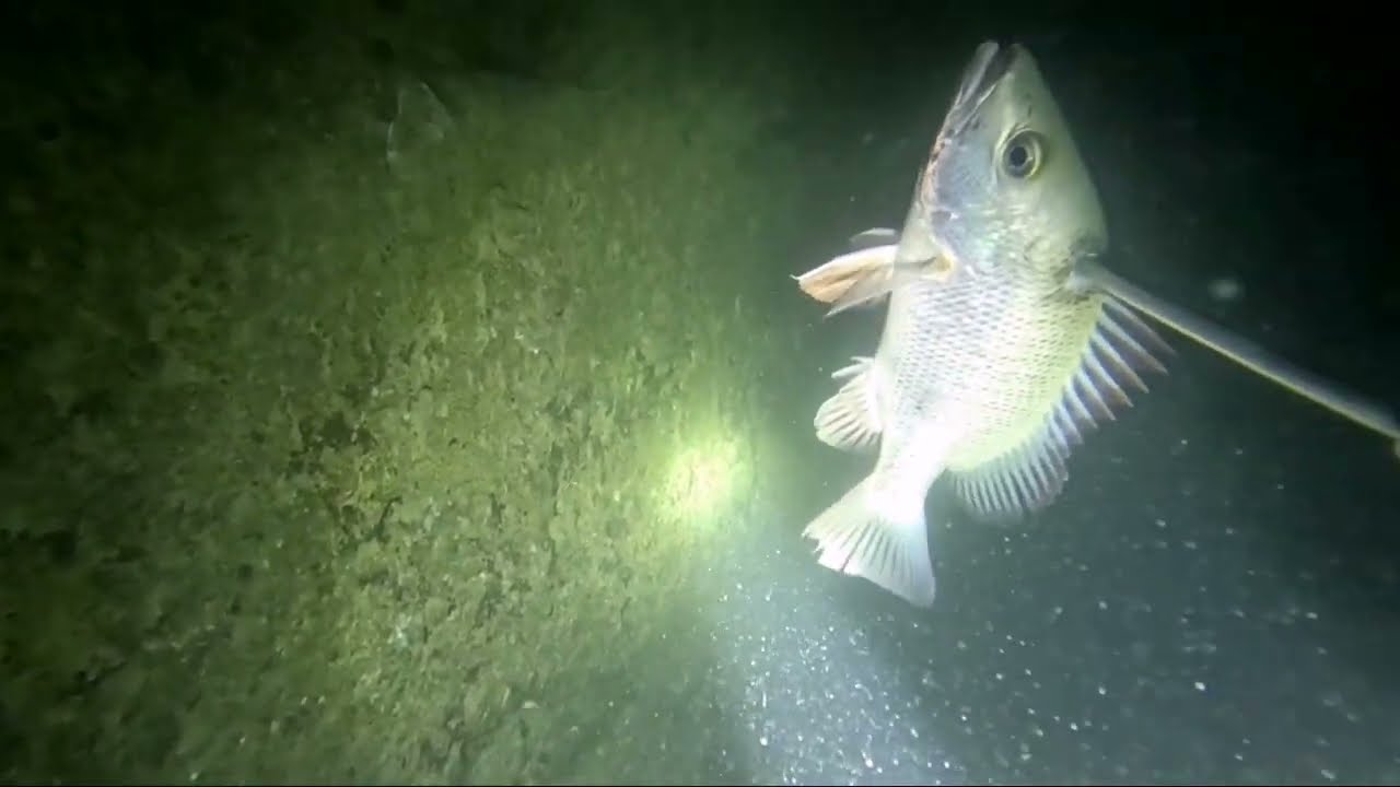 MANGROVE SNAPPER at SAMARAL ang nakatira sa gilid ng DAUNGAN NG BARKO 