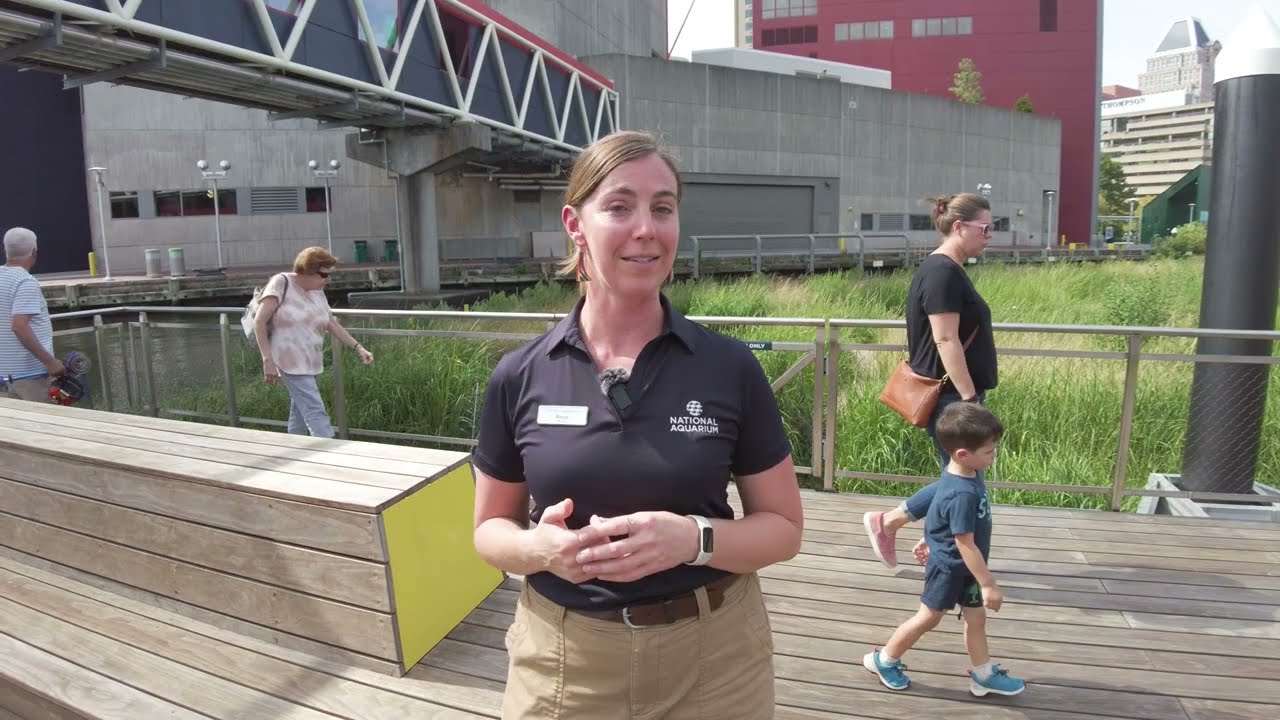 Discovering the Harbor Wetland at the National Aquarium
