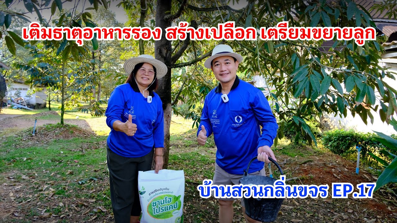 #กวินบินได้ EP.552 เติมธาตุอาหารรอง สร้างเปลือก เตรียมขยายลูก #บ้านสวนกลิ่นขจร EP.17