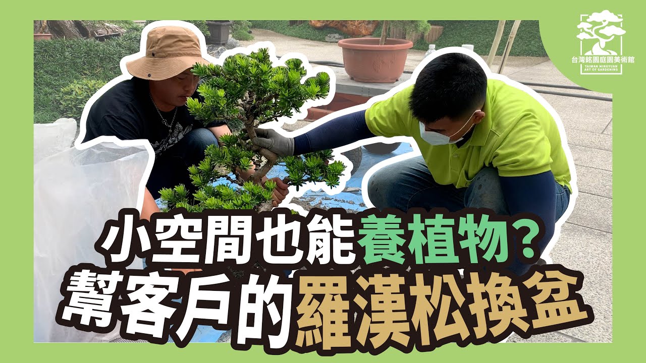 小空間也能養植物嗎？幫客戶的中小品羅漢松換盆，滿足客戶的植栽需求！｜台灣銘園庭園美術館