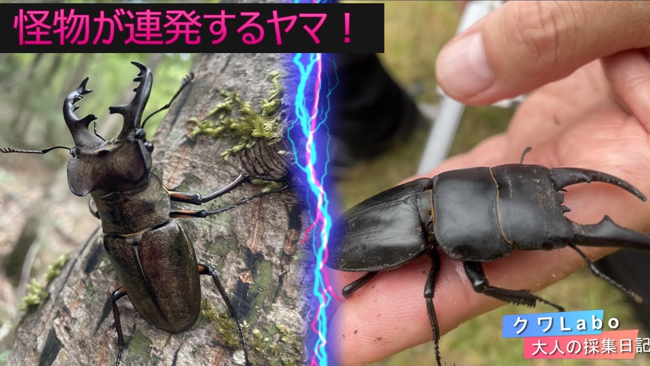 ８月のクワガタ採集。まさかの自己記録更新２連発！