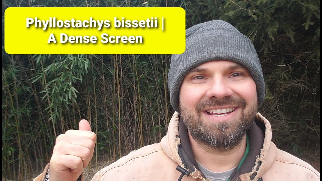 Phyllostachys bissetii | Cold Hardy Bamboo Screening