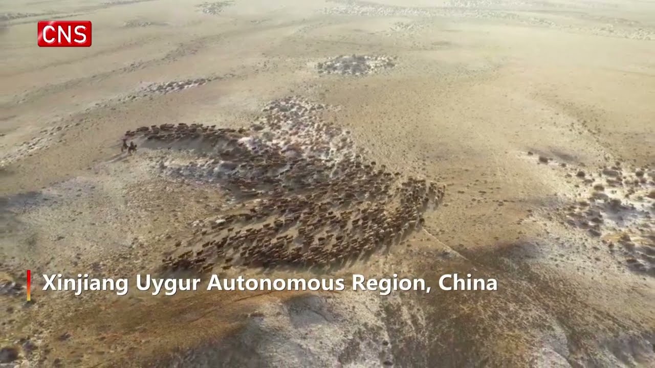 Herdsmen in Xinjiang transfer livestock by trucks