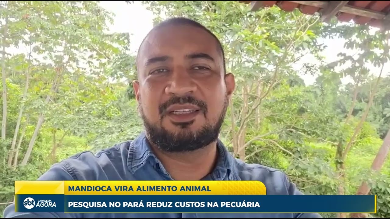 Mandioca e derivados viram alimento animal