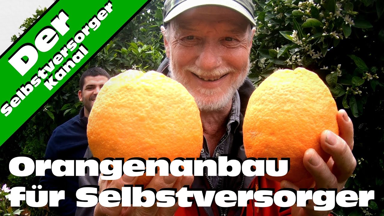 So baue ich meine Orangen an