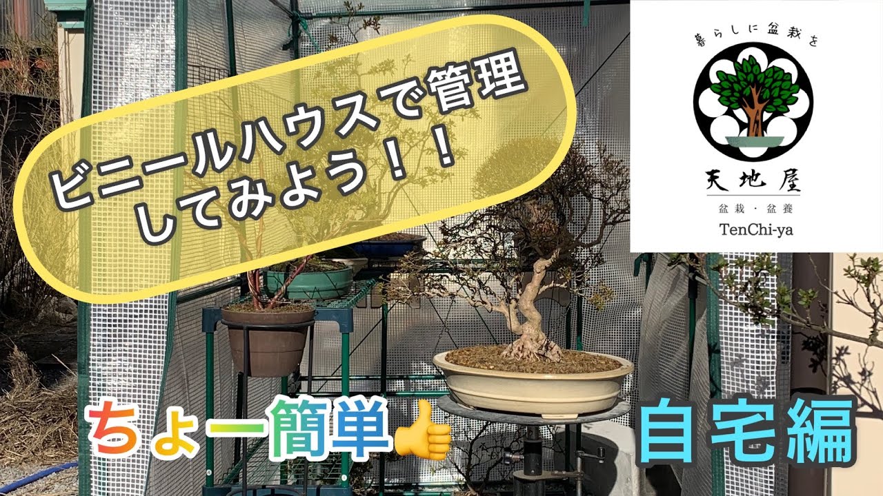 盆栽用にビニールハウスを作ろう！！How to Bonsai.「天地屋」
