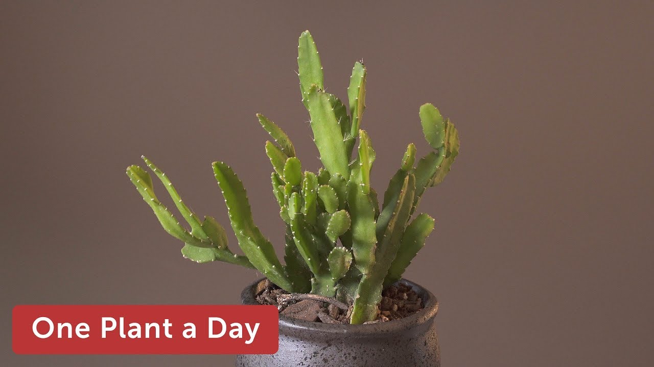 Pfeiffera monacantha Houseplant Care — 176 of 365