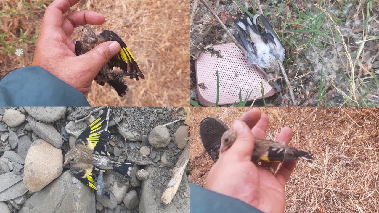 شاهد أحسن والروع صيد فرخ  طائر الحسون في البرية مع مصطفى بطريقة بدائية جميل جدا