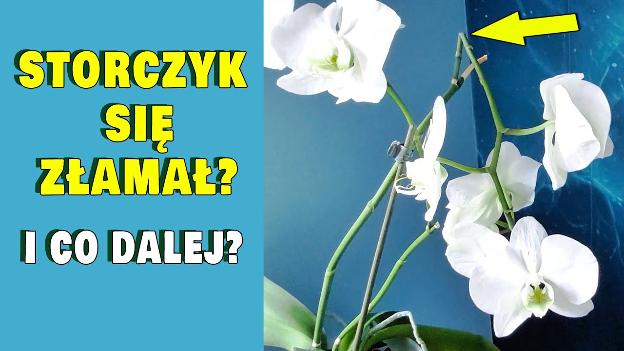 Złamany Kwiat Storczyka | Czy Da Się Go Uratować?