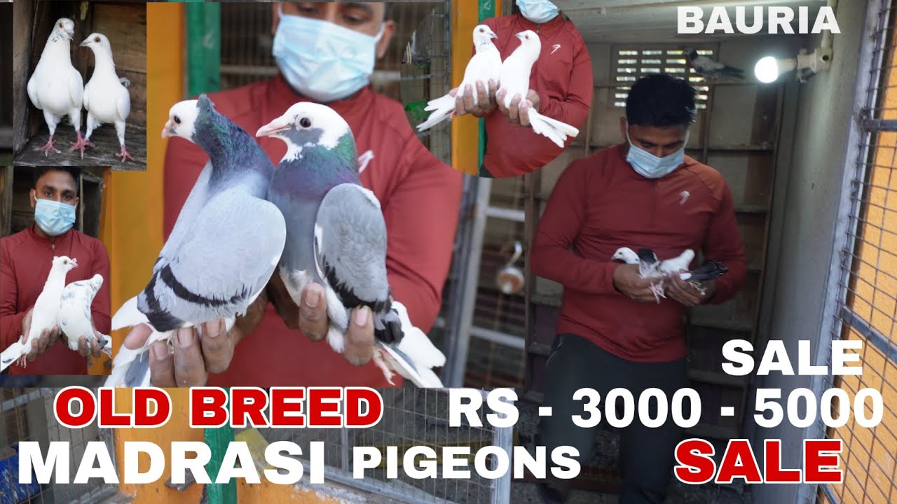 OLD BREED MADRASI PIGEONS SALE RS - 3000 TO 5000 AT BAURIA , HOWRAH - 8961958382