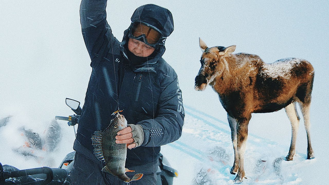 Поймали ОКУНЕЙ, НАЛИМА И ЛОСЯ на Рыбинке. Такая странная зимняя рыбалка на балансиры) Ждем судака!