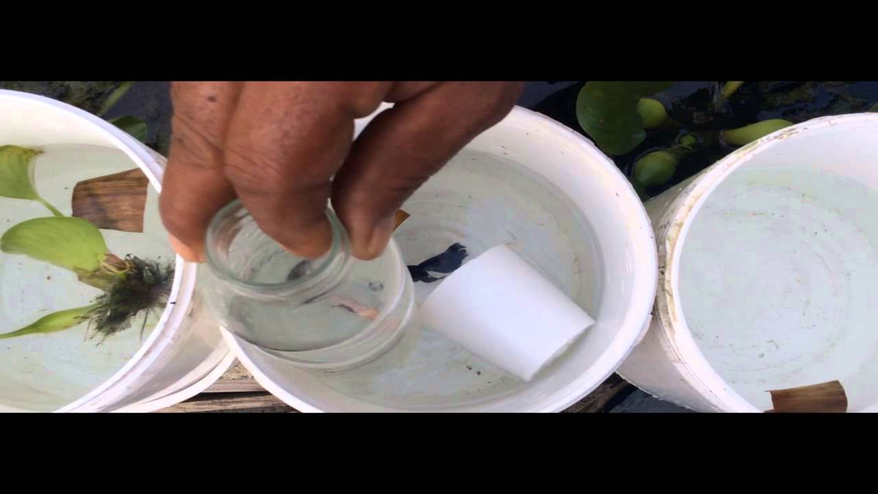 Crianza de bettas (Reproducción) - Parte 1