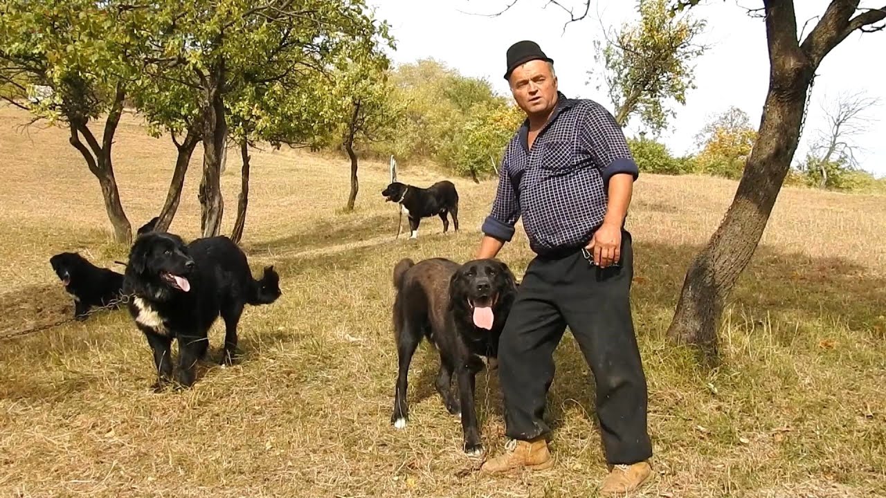 CAINI CIOBANESTI FOARTE BUNI LA URS,LA STANA LUI MARIN ZAHARIA.
