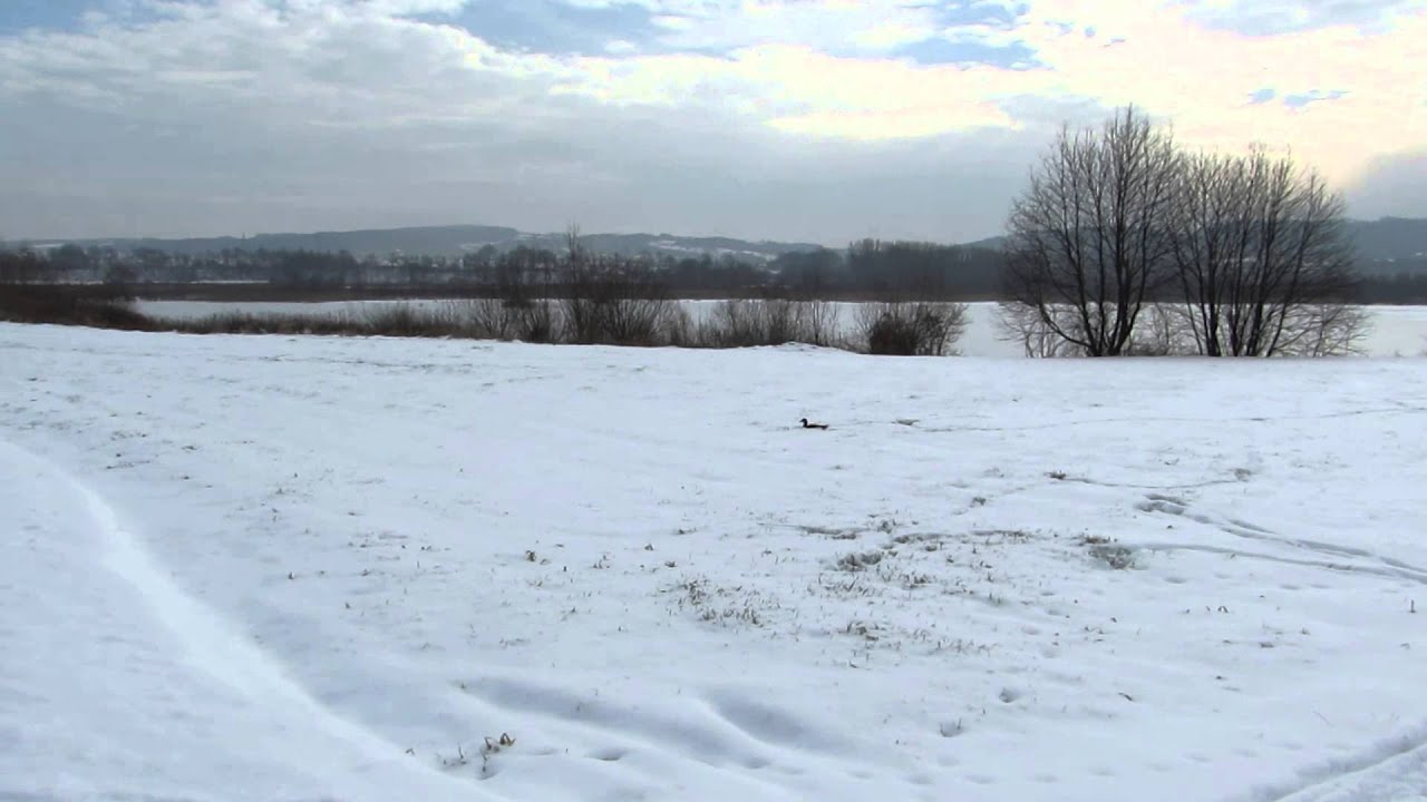Młoda gęś białoczelna / juv. Anser albifrons - Dębica - 27.01.2014