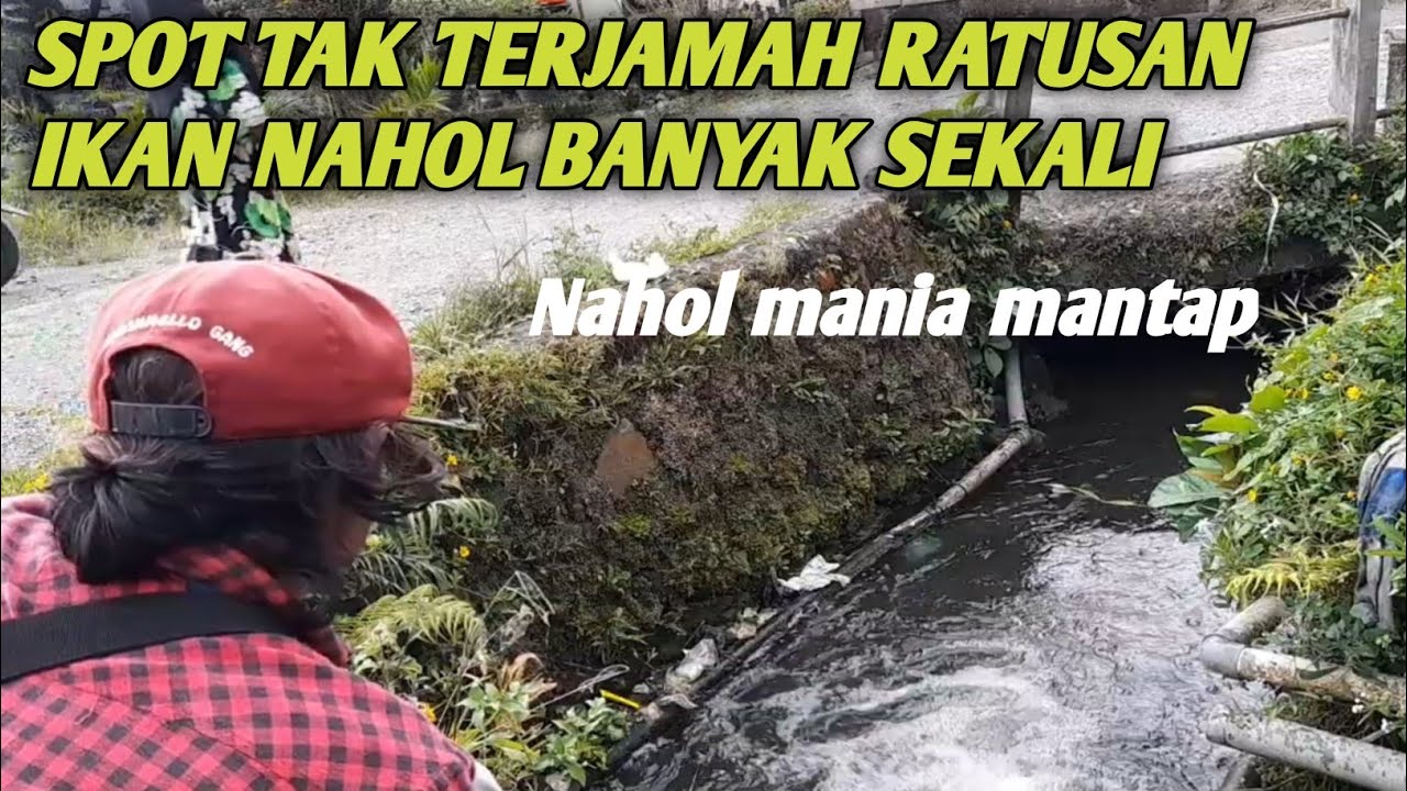 Hama di sini terlalu banyak mari kita sikat sebelum ketauan tukang setrum nahol mania mantap 