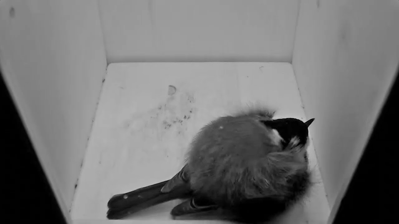 Ein Schrecken für die Tiere wie jedes Jahr zu Sylvester.