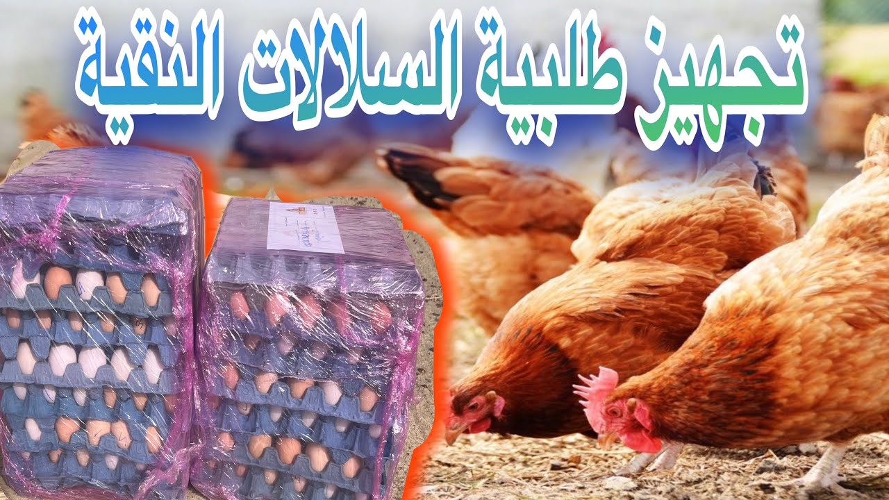جمع بيض السلالات النقية وإرساله إلى مدينة كلميم و هذا هو حجم كتاكيت خليط السلالات عمر 15 يوم