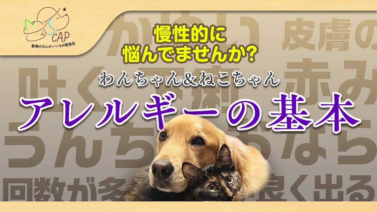 【犬猫のアレルギーの基本】アレルギーの原因と解決法を徹底解説【小島動物病院アニマルウェルネスセンター】
