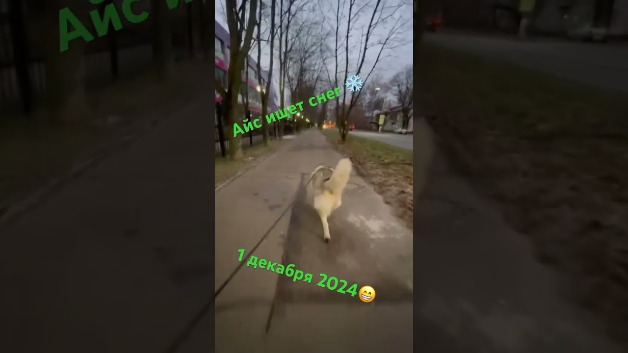 #собака
